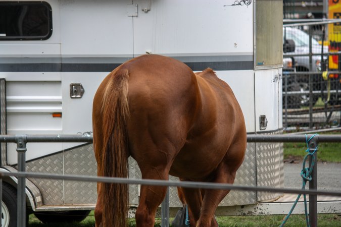 Horse inside of Queanbeyan Rodeo