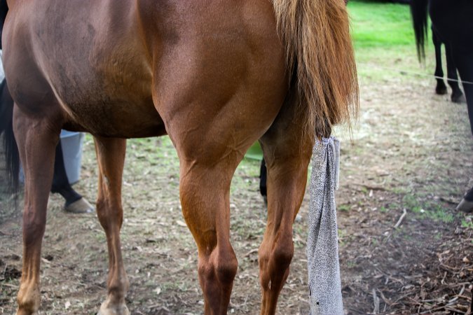 Horse inside of Queanbeyan Rodeo