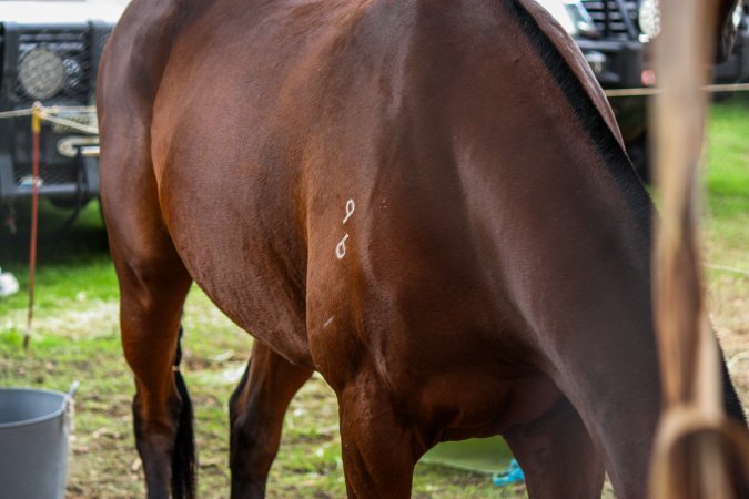 Horse inside of Queanbeyan Rodeo