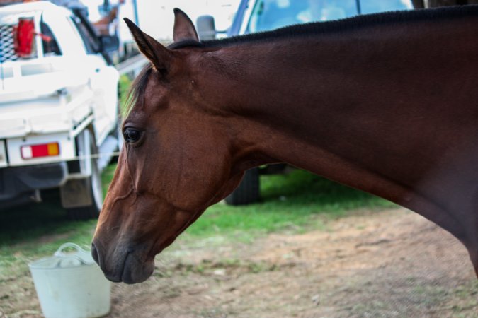 Horse inside of Queanbeyan Rodeo