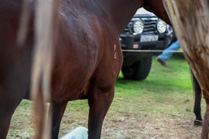 Horse inside of Queanbeyan Rodeo