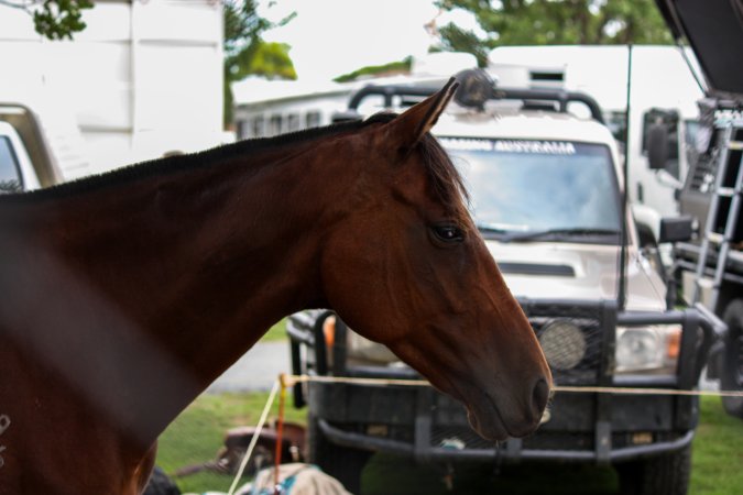 Horse inside of Queanbeyan Rodeo