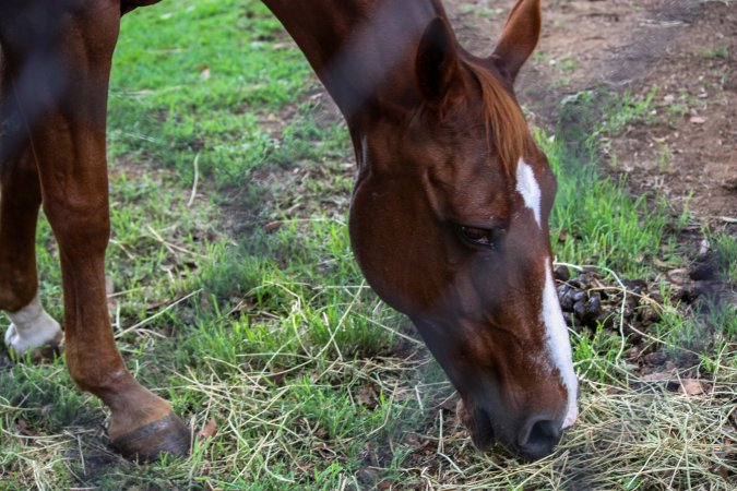 Horse inside of Queanbeyan Rodeo