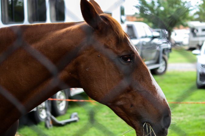 Horse inside of Queanbeyan Rodeo