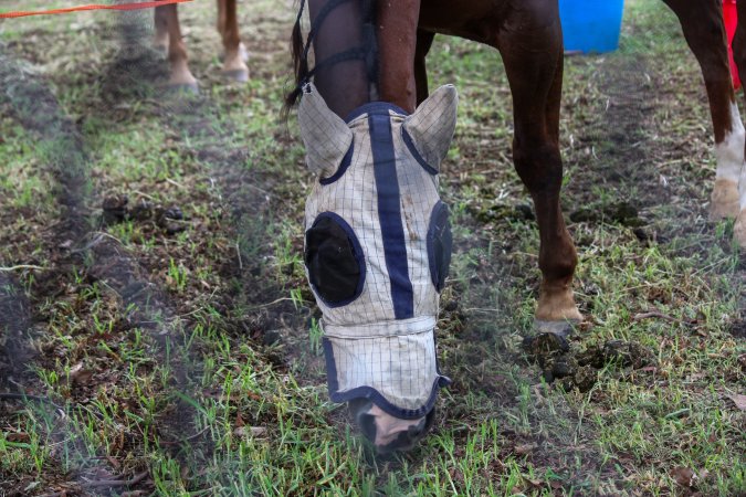 Horse inside of Queanbeyan Rodeo