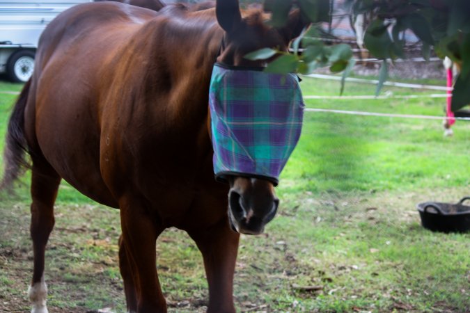Horse inside of Queanbeyan Rodeo