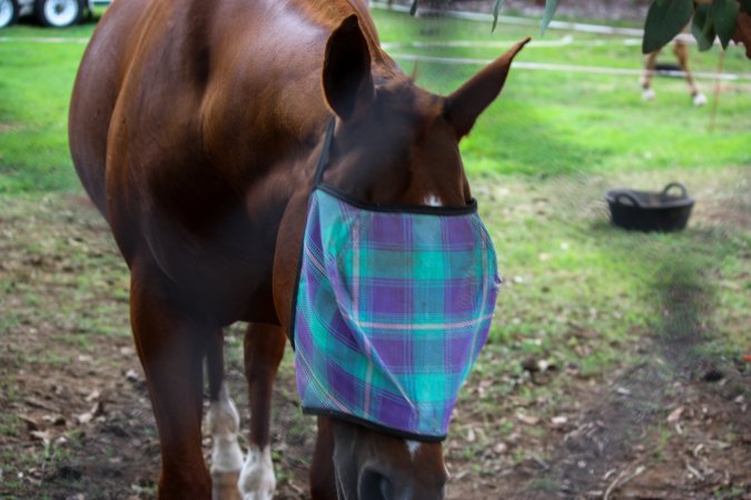 Horse inside of Queanbeyan Rodeo