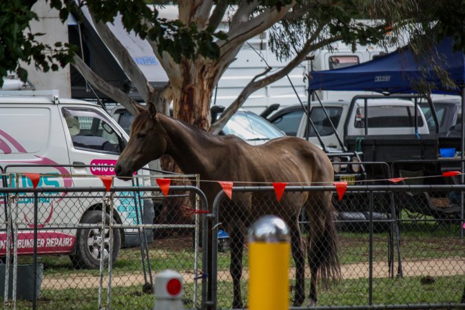 Horse inside of Queanbeyan Rodeo