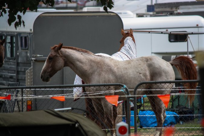 Horse inside of Queanbeyan Rodeo