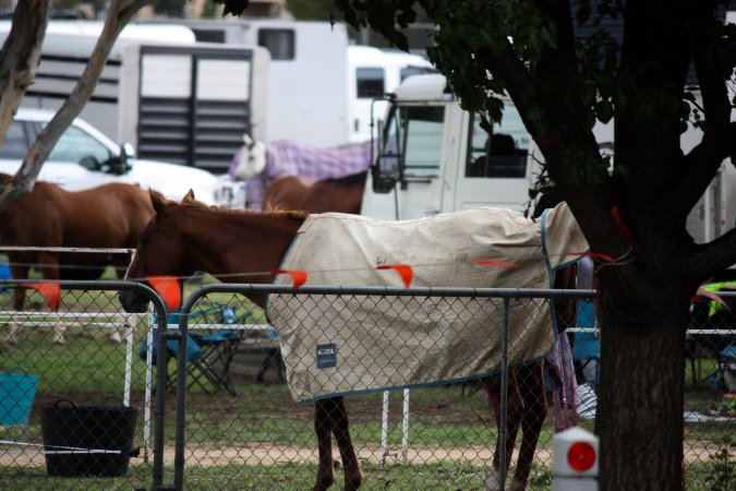 Horse inside of Queanbeyan Rodeo