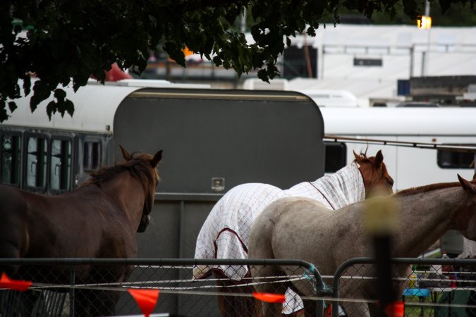Horse inside of Queanbeyan Rodeo