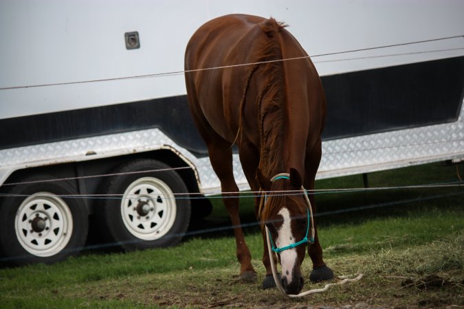 Horse inside of Queanbeyan Rodeo