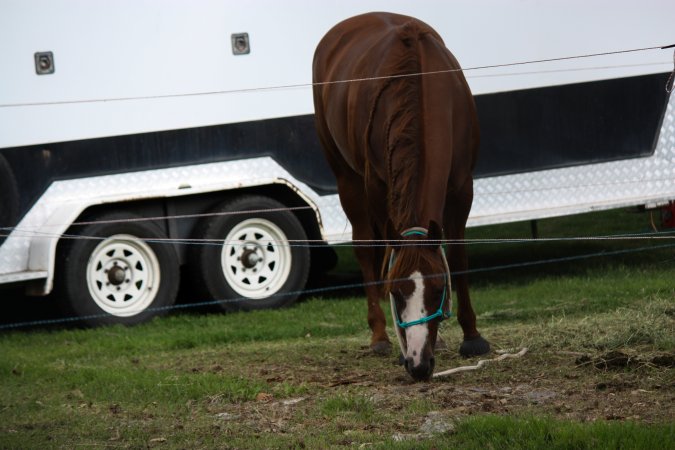 Horse inside of Queanbeyan Rodeo