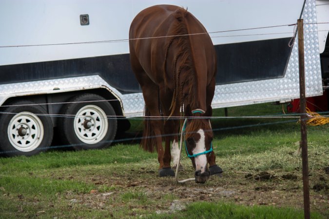 Horse inside of Queanbeyan Rodeo
