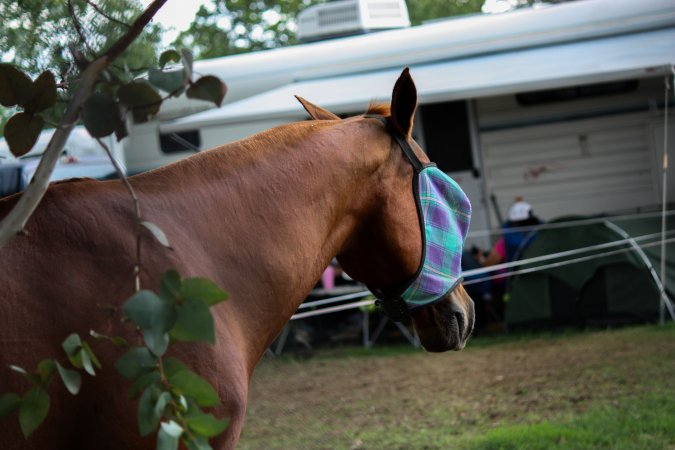 Horse inside of Queanbeyan Rodeo