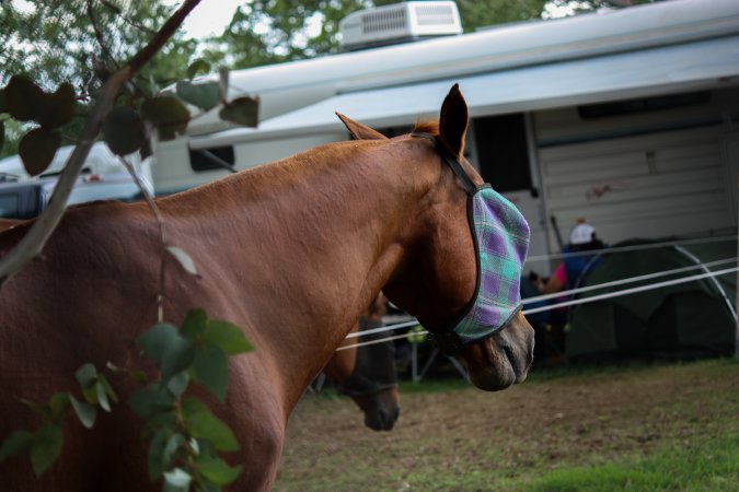 Horse inside of Queanbeyan Rodeo