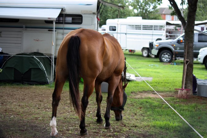 Horse inside of Queanbeyan Rodeo