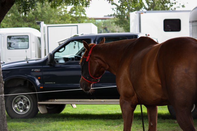 Horse inside of Queanbeyan Rodeo
