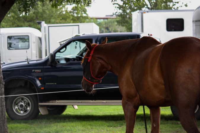 Horse inside of Queanbeyan Rodeo