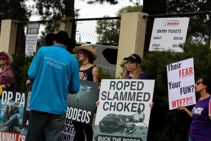 Rodeo-Goers interact with Protest outside of Queanbeyan Rodeo