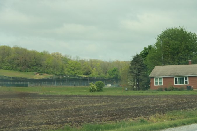 Pheasant Farm