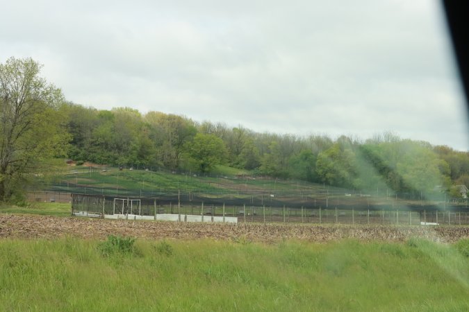 Pheasant Farm