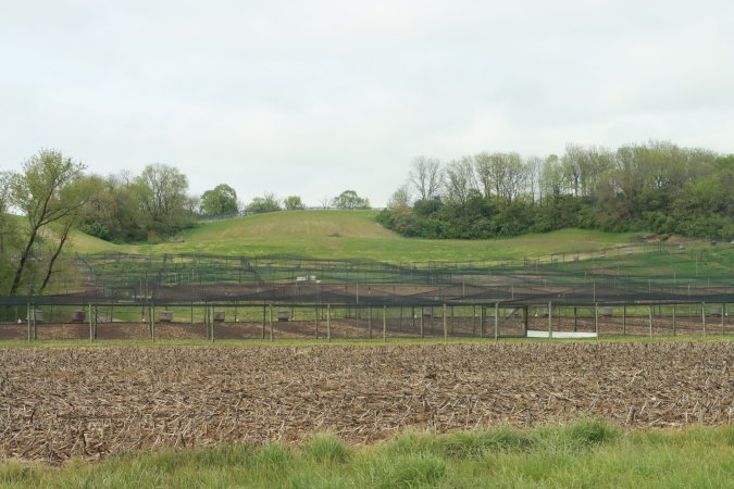 Pheasant Farm