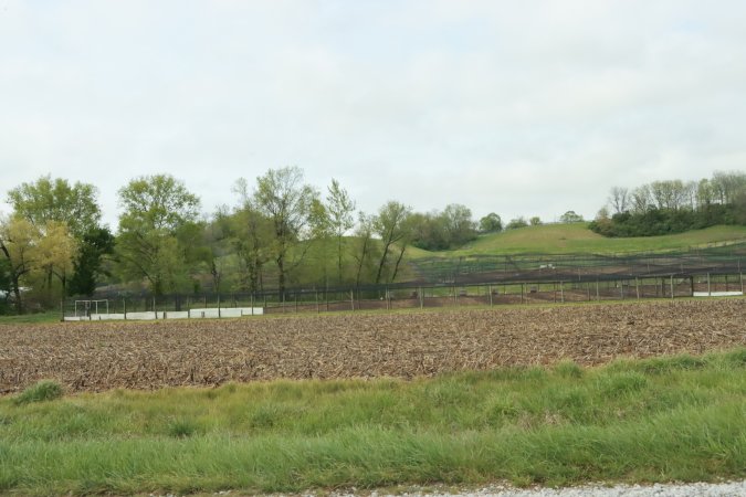 Pheasant Farm
