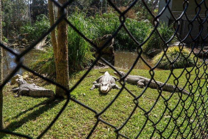 Alligators in enclosure