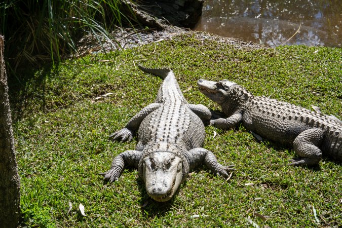 Alligators in enclosure