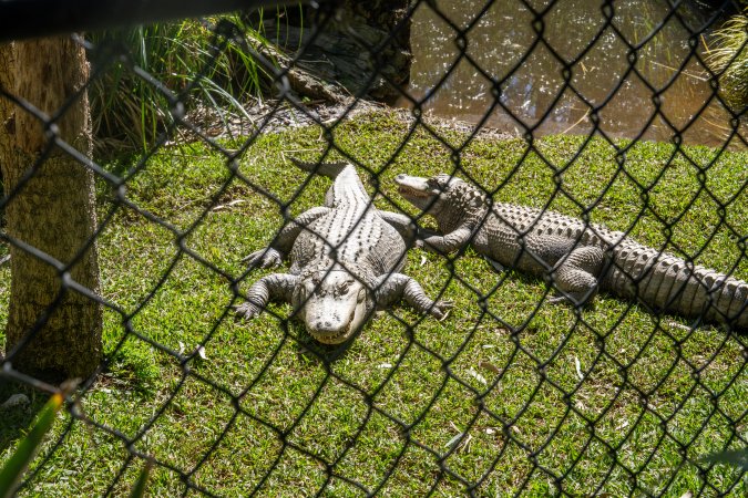Alligators in enclosure