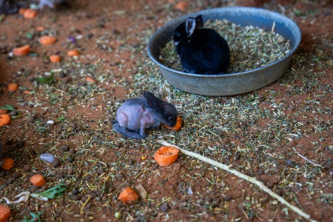 Baby rabbit eating carrot