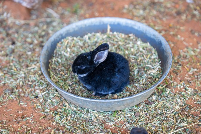 Young rabbit in children's zoo