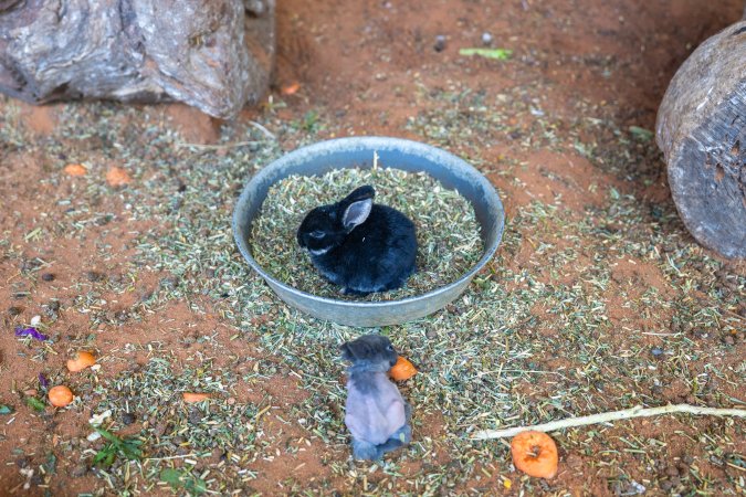 Young rabbits in children's zoo