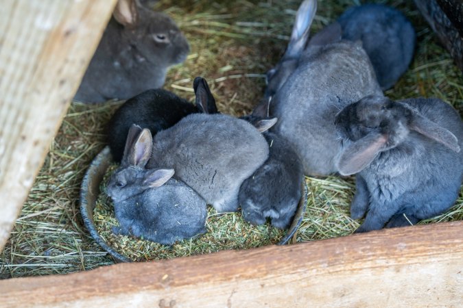 Young rabbits in children's zoo