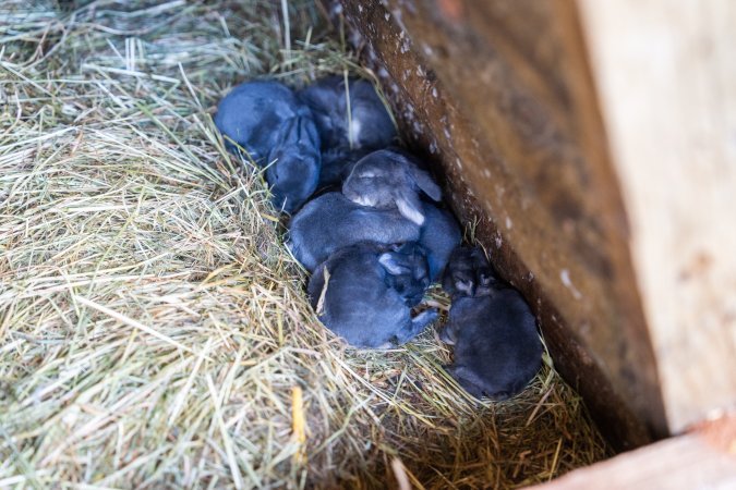 Young rabbits in children's zoo