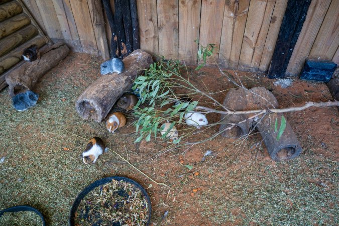 Guinea Pigs in children's zoo