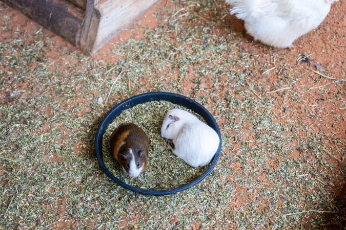 Guinea Pigs in children's zoo