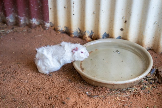 Guinea Pig in children's zoo