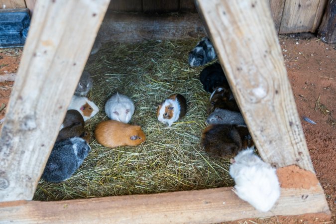 Guinea Pigs in children's zoo