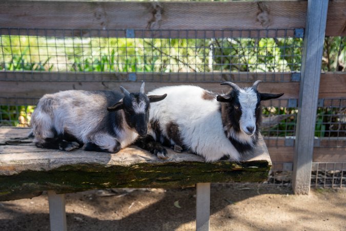 Goats in children's zoo