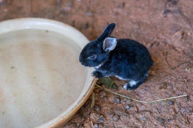 Rabbit in children's zoo