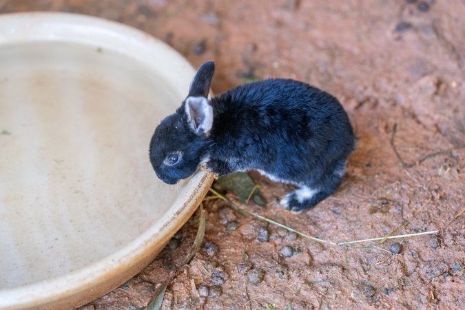 Rabbit in children's zoo