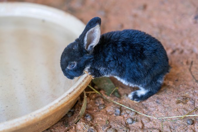 Rabbit in children's zoo