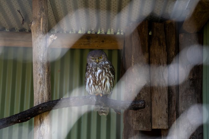 Captive owl