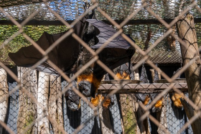 Native Australian flying foxes