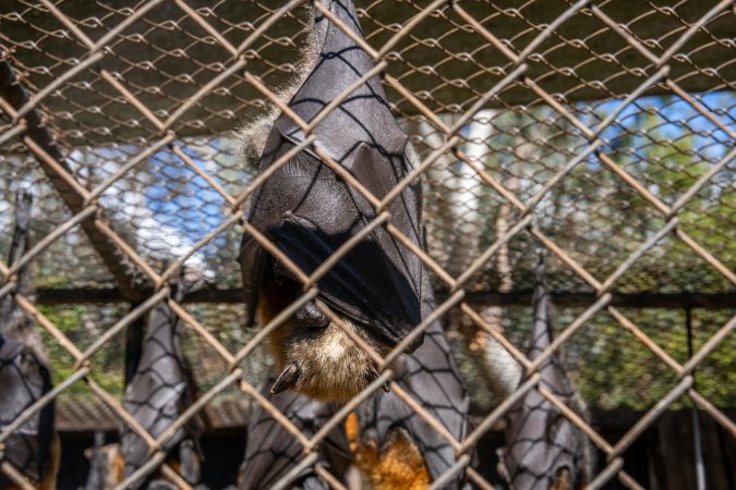 Native Australian flying foxes