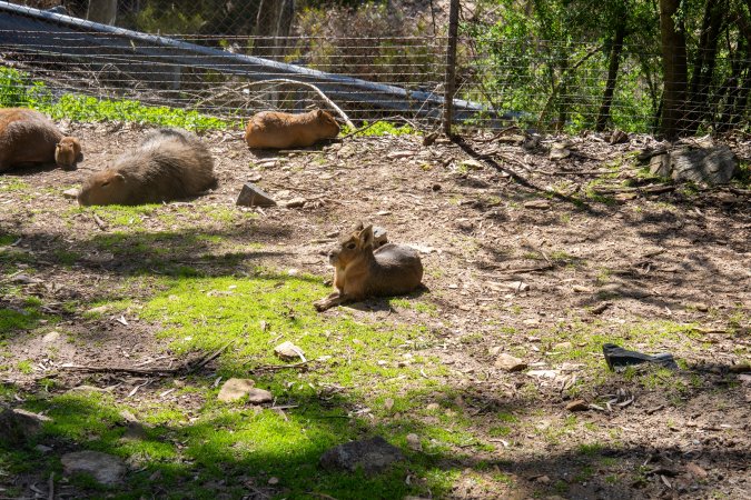 Capybaras and Maras