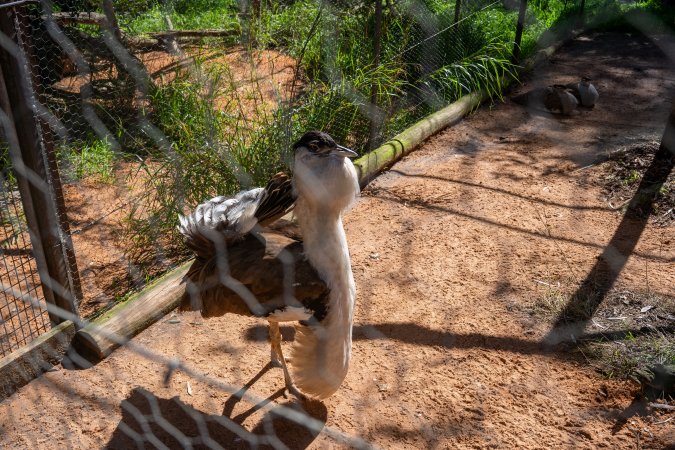 Bustard (Australian bird)