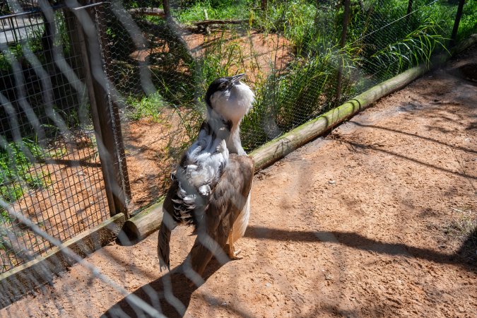 Bustard (Australian bird)